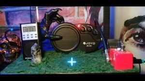 Спросил у духов о существовании Фей | Сеанс ЭГФ.