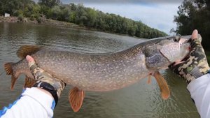 Поиск щуки в устье реки, на песках и в коряжнике. За хищником в верховья Оби.