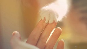 Кремация животных