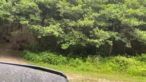 ТЛК 105 на мостах Volvo C303