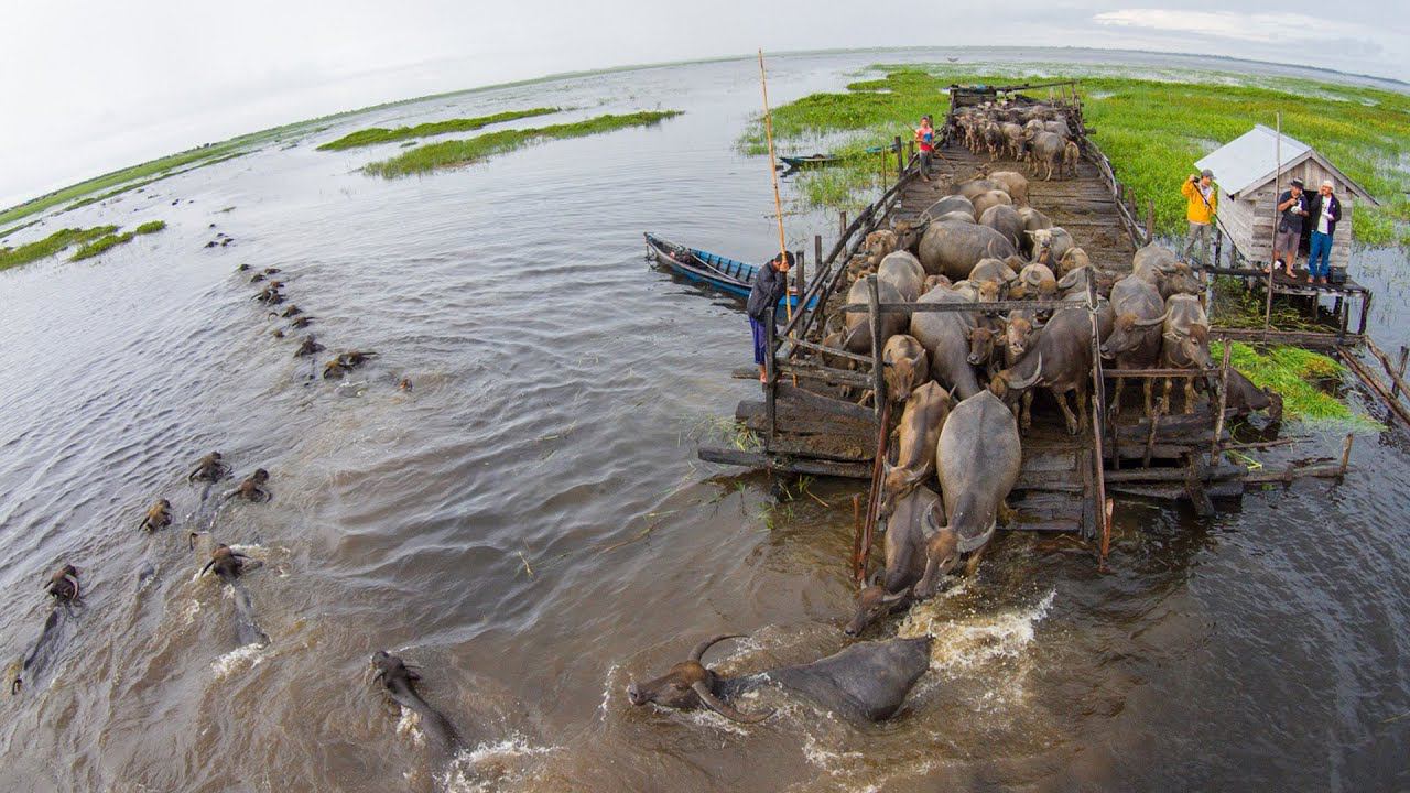 Как разводят "болотных" буйволов? Уникальная сторона речных деревень Борнео! смотреть онлайн