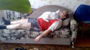 кот нежится