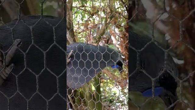 Kokako at Pukaha National wildlife centre.