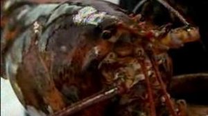 ЕДА, ЛОБСТЕР-МОНСТЕР