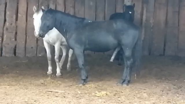 Horse stallion 760 смотреть онлайн