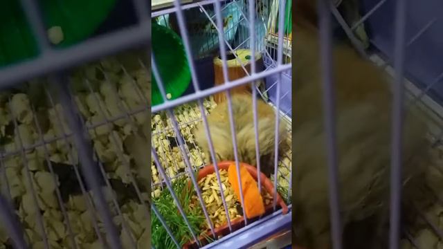 Ангорский хомяк