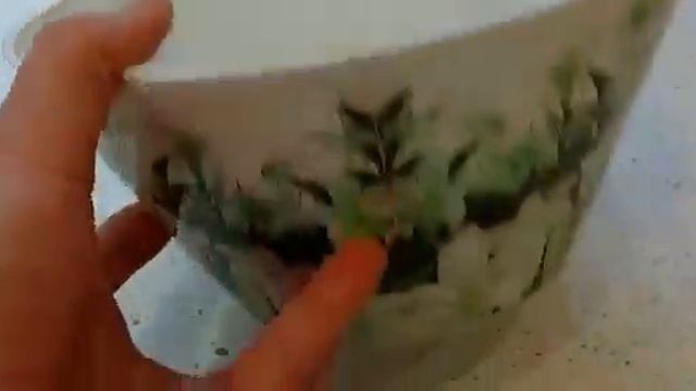 Шелковица Как собрать без труда Тонкости сбора./Тутовник/Собираем шелковицу/Варим варенье/Самара смотреть онлайн