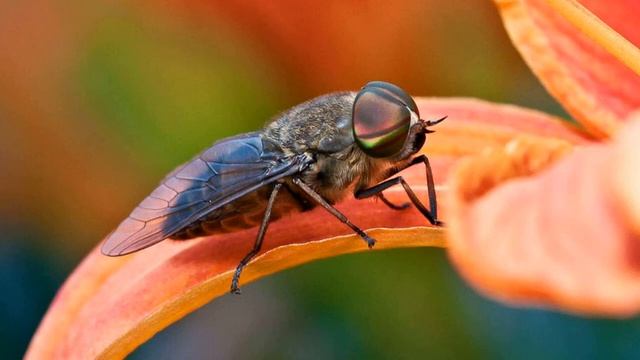 26 мая / Кто такие пёсьи мухи? смотреть онлайн