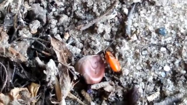 Красный клоп солдатик питается каштаном смотреть онлайн