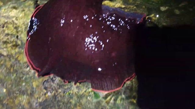 Море в Греции. Морской Заяц или Морской Кролик. Обитатель моря, морской молюск. смотреть онлайн