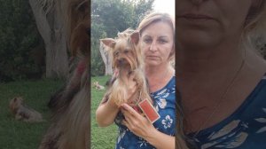 Продажа😃Питомник Йорк & Шпиц.Elite Pets,Крым, Евпатория 🌞Вопросы +79788972514 Доставка возможна 🥰