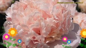 Пион молочноцветковый Свит Сикстин. Краткий обзор, описание paeonia lactiflora Sweet 16