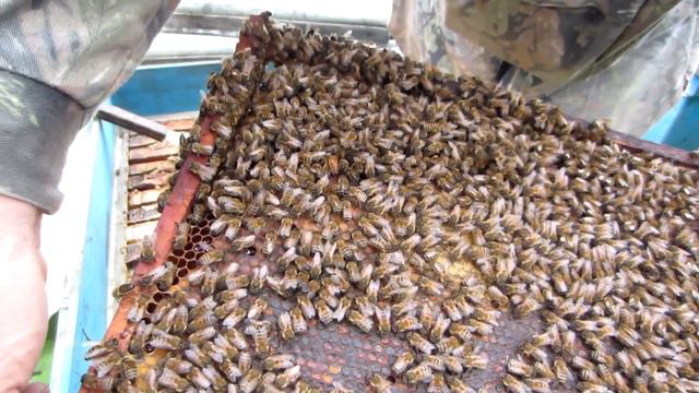 Полная проверка гнезда Бакфаст на наличие корма и расплода перед зимовкой. смотреть онлайн