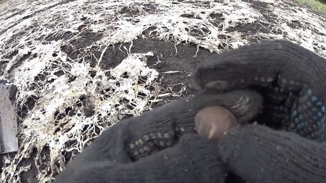 Как я ездил в Рязань покопать. Симплекс SP24. Часть 1. смотреть онлайн