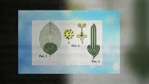 ЭУСТОМА из бисера