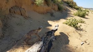 Лиса корсак