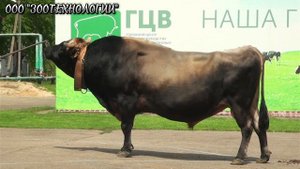 Выводка быков-производителей Джерсейской породы.