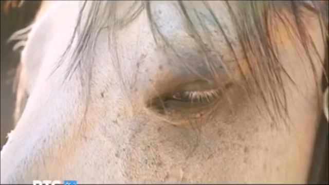 Лошади - это образ жизни смотреть онлайн