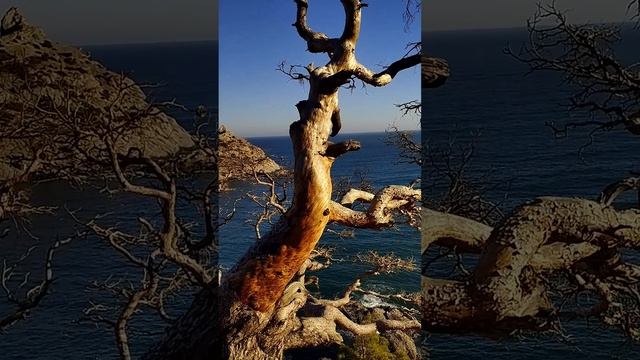 Сухое дерево в горах-фотомодель. Февраль. Новый Свет. Крым.