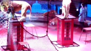 Захватывающее представление с хищными кошками на арене циркаI8(965)380-13-11 Москва