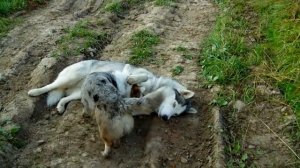 Дружба Хаски и Корги