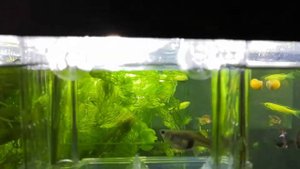 Рыбка в отсаднике. #Отсадник.