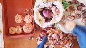 Когда доставать гладиолусы, очистка, проращивание.