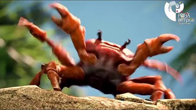 гг тима раков я ливаю смотреть онлайн