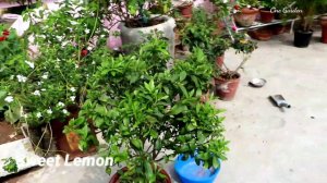 My all fruit plants at my garden, apple,meyer lemon,plum,bael and many more fruit plants overview