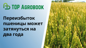 Переизбыток пшеницы может затянуться на два сезона. TOP Agrobook_ обзор аграрных новостей.mp4