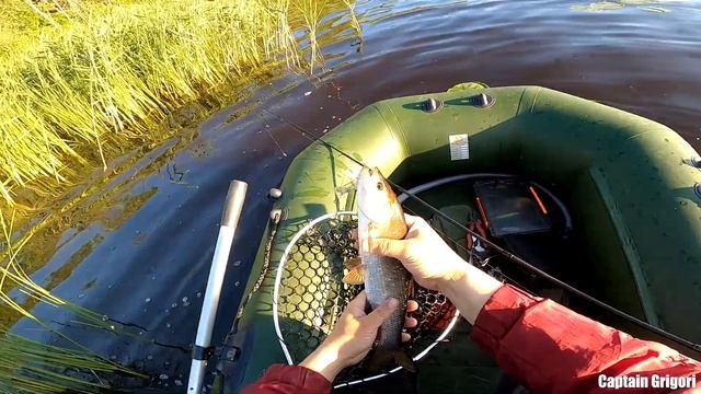 Жерех на Волхове рыбалка, Asp on the Volkhov fishing