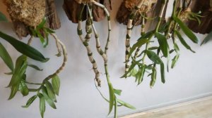 General update on new stuff and a flower (yay)  Wednesday 23-1-19