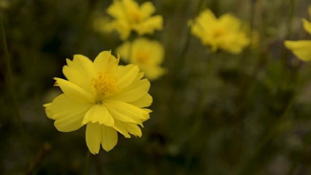 Жёлтые цветы | Yellow flowers смотреть онлайн