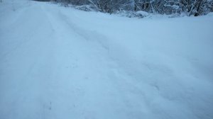 крайний север республика коми ижемский район замело снега в лесу по коле за два дня 12 4.01.2023 г