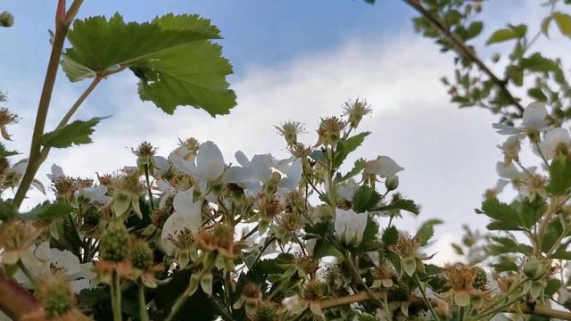 МОЙ УЧАСТОК на 15 июня 2021 года. ЛУЧШИЙ ТОРФ ДЛЯ ГОЛУБИКИ. смотреть онлайн