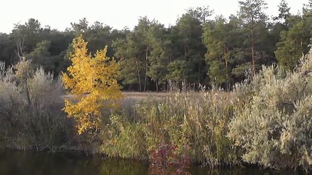 "Осенние зарисовки.Приморская золотая осень" смотреть онлайн