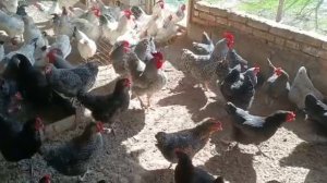 Мург Ва Тухми Фуруши Дар н ЁВОН Тел. 112995757