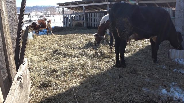 Почти новый кормоцех . смотреть онлайн