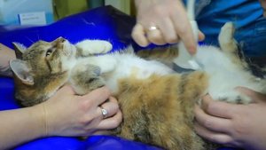 УЗИ кошке: рассказываем, для чего нужно и как подготовить питомца