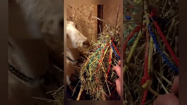 Снова про кормушки для коз! смотреть онлайн