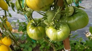 Томат Царь Колокол 13.08.22