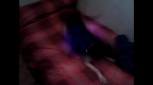 mi perro persiguiendo un laser XD