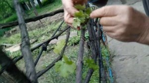 Виноград определение и обрезка усов  всего лета 7-нар