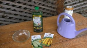 Лучший способ посева кабачков на рассаду!