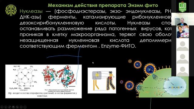 КАК работает Энзим Фито? Противовирусный механизм действия. смотреть онлайн