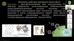 КАК работает Энзим Фито? Противовирусный механизм действия.