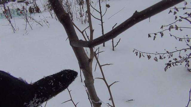 Сады Севера. Груша на зимостойком скелетообразователе смотреть онлайн