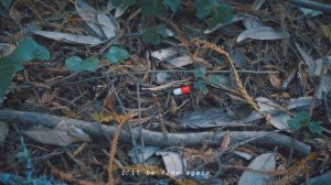 Rosendale - Six Pills (Lyric Video)