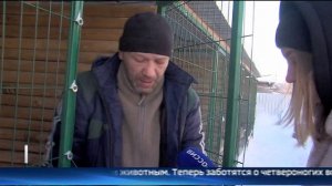 Тюменская семья организовала приют для бездомных собак