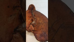 Маринуем печёночный гриб #тихаяохота #грибы #mushroom #pilze #funghi